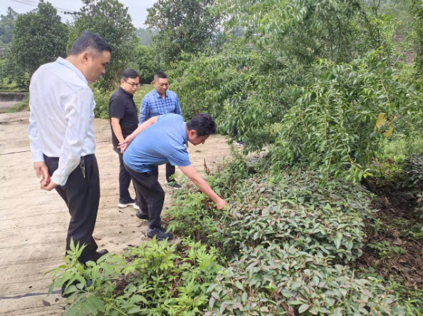 有关于为荣县茶产业质量安全护航：专家调研组开展全面摸底性调研的新闻