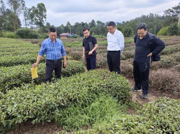 有关于为荣县茶产业质量安全护航：专家调研组开展全面摸底性调研的新闻(3)