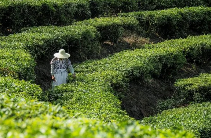 有关于首批新茶饮新名茶诞生，喜茶自研的四款经典茶叶入选的相关信息(4)