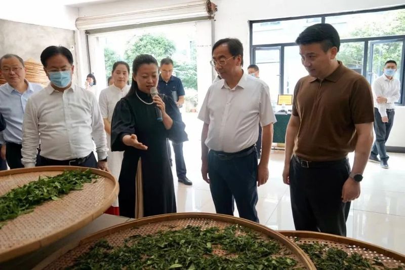 关于“土叶子”真正变成了“金叶子”——一件提案促成西湖茶产业背后的发展故事的新闻