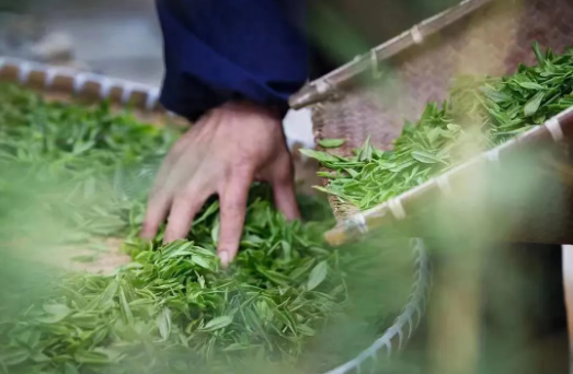 关于“土叶子”真正变成了“金叶子”——一件提案促成西湖茶产业背后的发展故事的新闻(4)