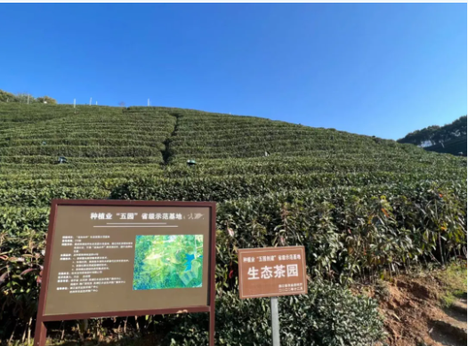 关于“土叶子”真正变成了“金叶子”——一件提案促成西湖茶产业背后的发展故事的新闻(3)