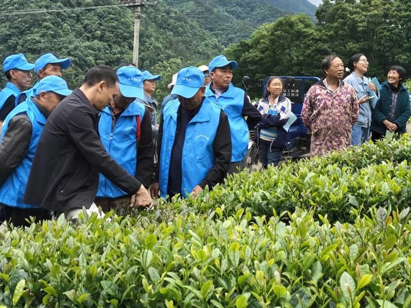 有关于技能培训进茶园，乡村振兴添动力的最新消息(4)