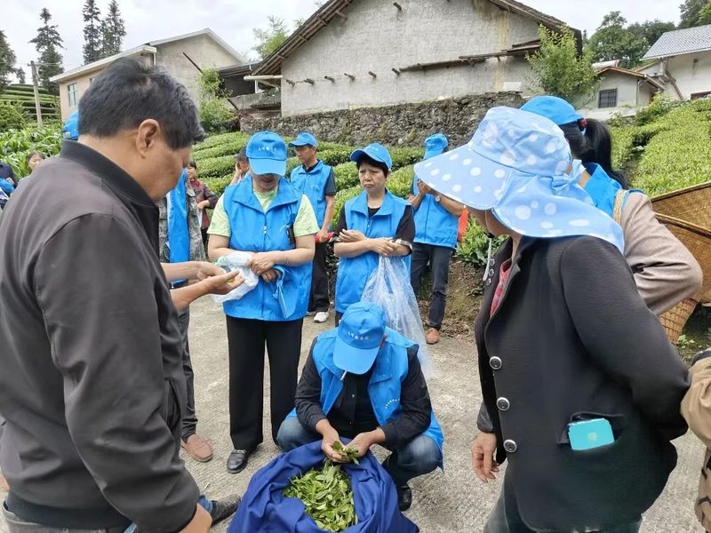 有关于技能培训进茶园，乡村振兴添动力的最新消息(3)