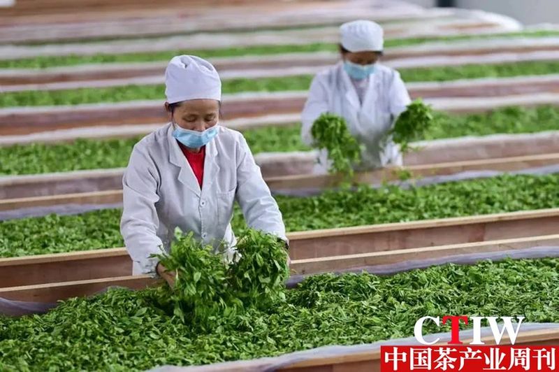 有关于恩施市建立茶产业领域“新八级工”制度的相关信息