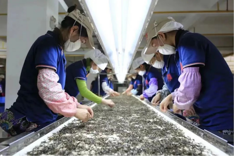 关于临沧：传承滇红技艺 品茗滇红韵味的相关信息(3)