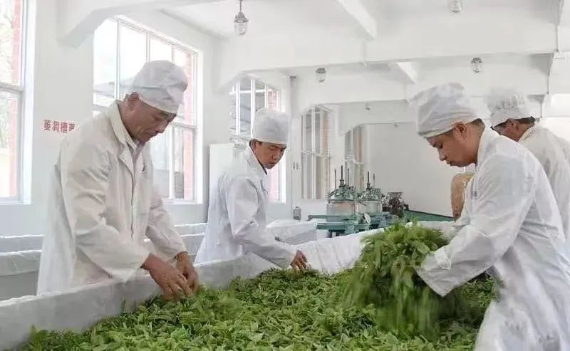 关于临沧:传承滇红技艺 品茗滇红韵味的相关信息(1)