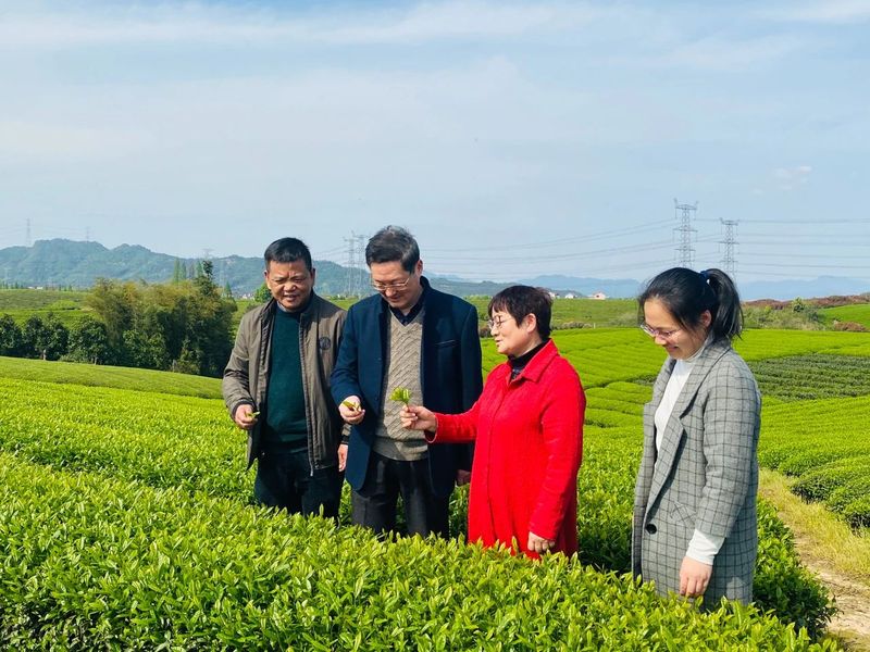 关于沏好共富“三杯茶”的最新消息(1)