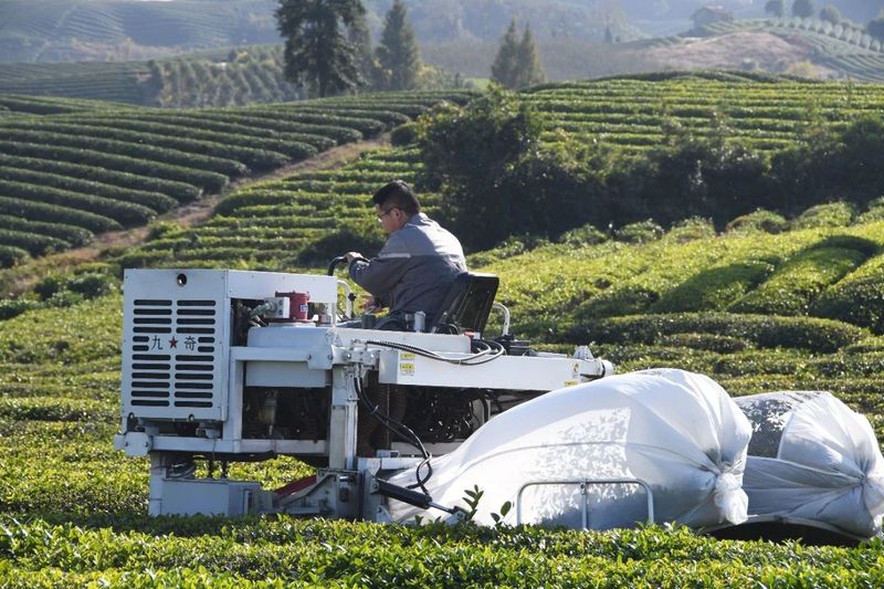 关于沏好共富“三杯茶”的最新消息(4)