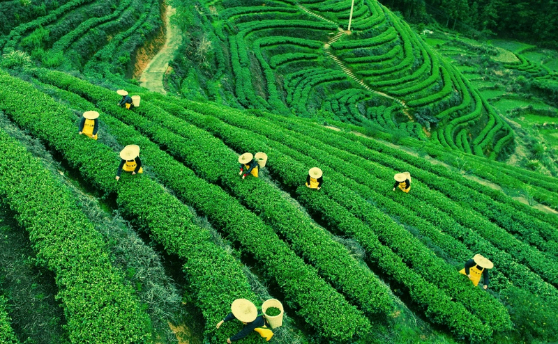 有关于从2024北京“两展一节”，看见那些奋进中的茶产区的资讯(9)