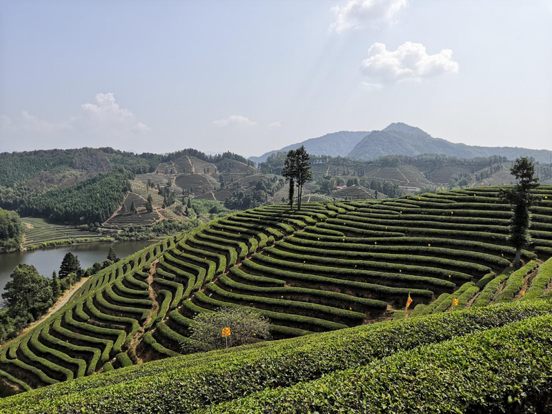 有关于从2024北京“两展一节”，看见那些奋进中的茶产区的资讯(3)