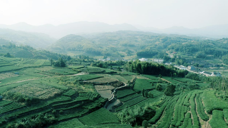 有关于从2024北京“两展一节”，看见那些奋进中的茶产区的资讯(6)