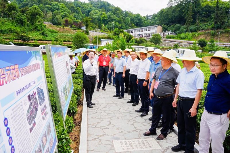 关于发展茶业新质生产力暨振兴三峡茶产业大会在夷陵成功召开的信息(2)