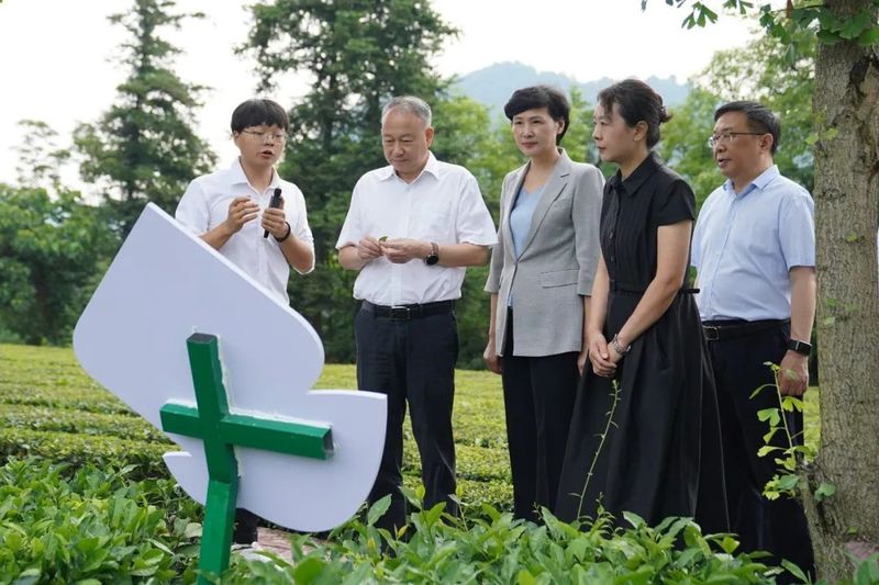 关于宜昌市茶产业链建设工作推进会在五峰县召开的资讯