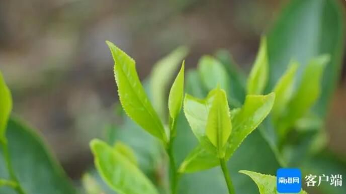 有关于五指山大叶茶如何通关走出国门？的资讯