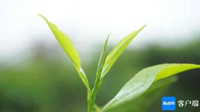 有关于五指山大叶茶如何通关走出国门？的资讯(1)