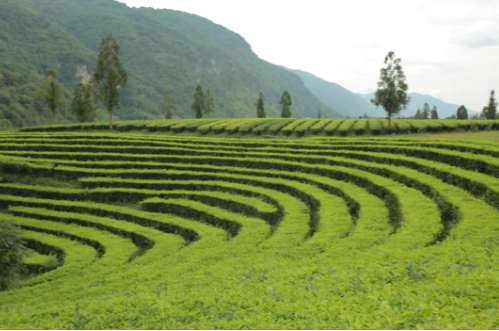 有关于耿马：翁达村加快现代化茶叶产业示范基地建设的最新消息(1)