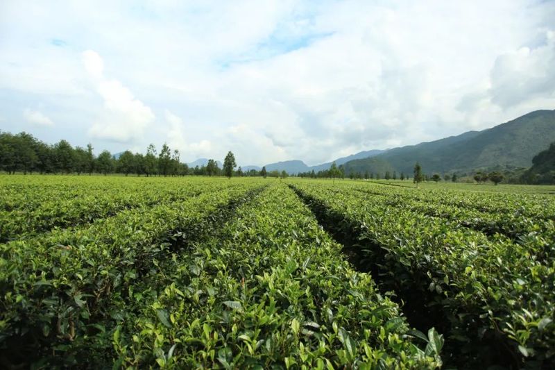 有关于耿马：翁达村加快现代化茶叶产业示范基地建设的最新消息