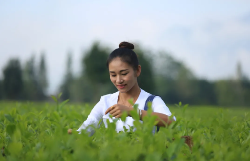 有关于耿马：翁达村加快现代化茶叶产业示范基地建设的最新消息(2)