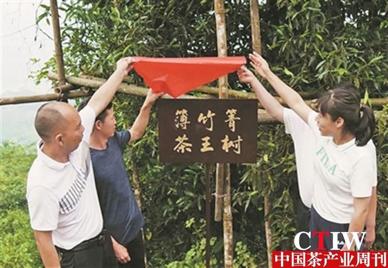 有关于河口发挥古茶树资源优势推动茶产业转型升级的消息