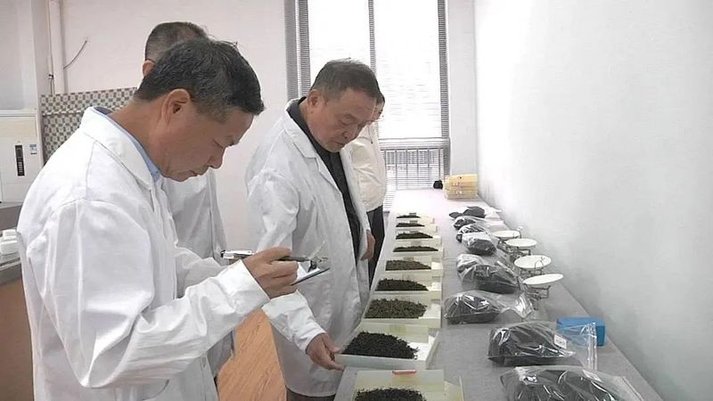 关于大田县2024年春季红茶斗茶赛举行的相关信息(2)