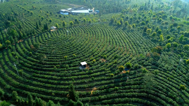 关于双江：打好“茶旅”牌 绘就融合发展新画卷的相关内容
