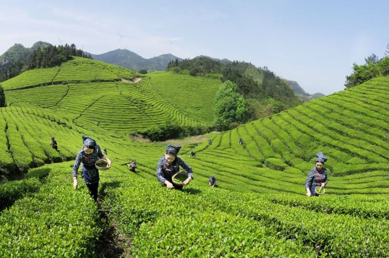 关于“磐安云峰”区域公用品牌价值创新高的相关内容