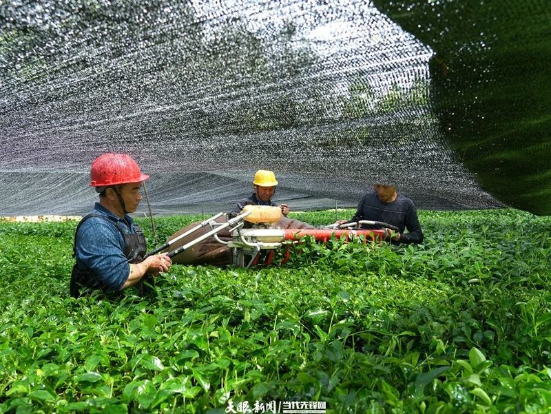 有关于走进茶海湄潭的十二时辰的相关内容(2)