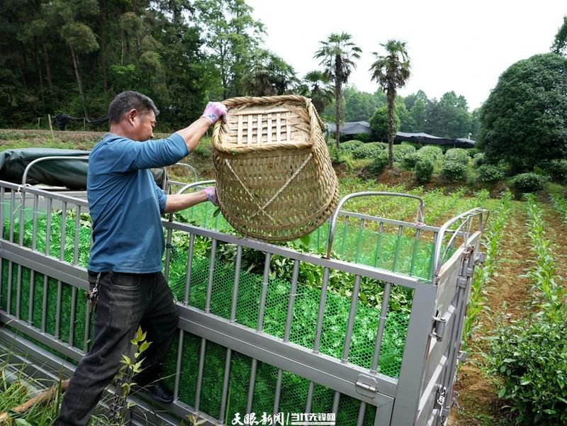 有关于走进茶海湄潭的十二时辰的相关内容(9)