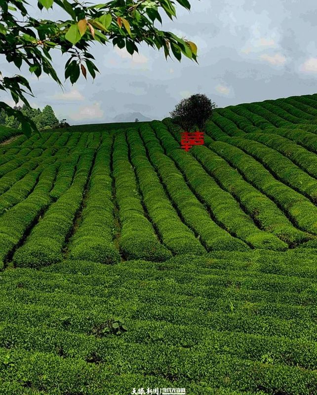有关于走进茶海湄潭的十二时辰的相关内容(4)
