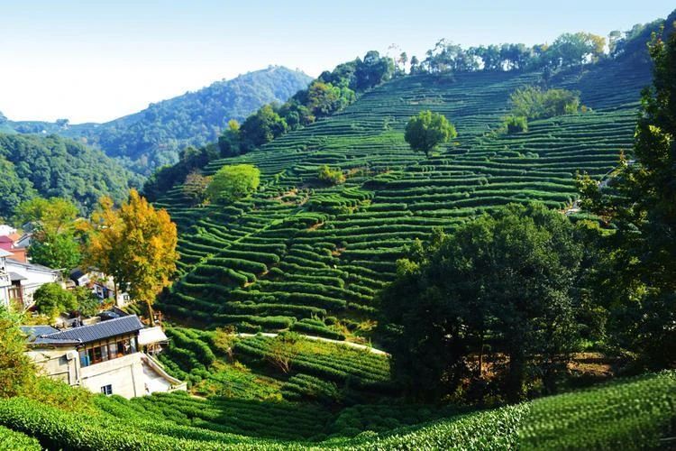 有关于皖闽浙豫四省茶产业考察感慨的资讯(7)