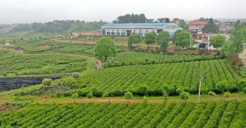 有关于皖闽浙豫四省茶产业考察感慨的资讯(10)