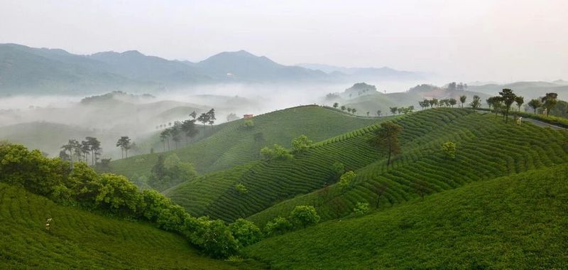 有关于皖闽浙豫四省茶产业考察感慨的资讯(2)