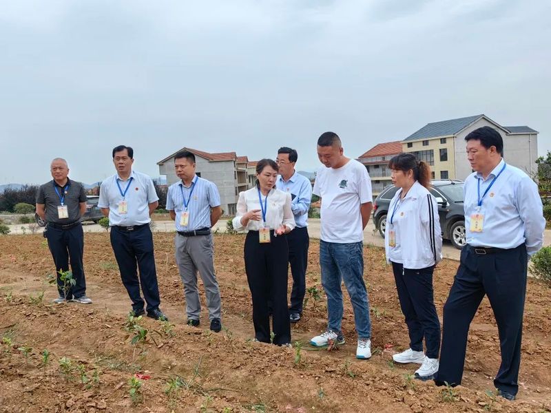 关于大法寺镇茶产业代表小组开展代表行动的信息(1)