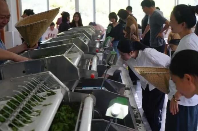 关于助力新生代茶人成长，大师、专家、科技人员齐上阵的信息(1)