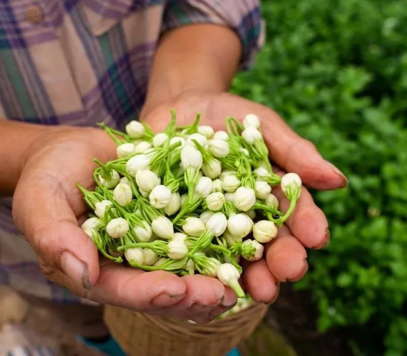 有关于好一朵荣县茉莉花 花农采花忙的相关信息(1)