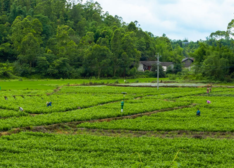 有关于好一朵荣县茉莉花 花农采花忙的相关信息