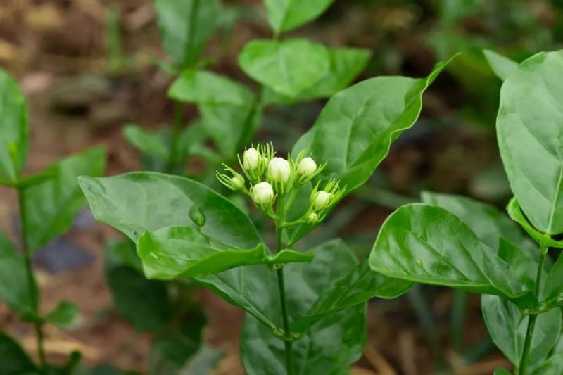 有关于好一朵荣县茉莉花 花农采花忙的相关信息(3)
