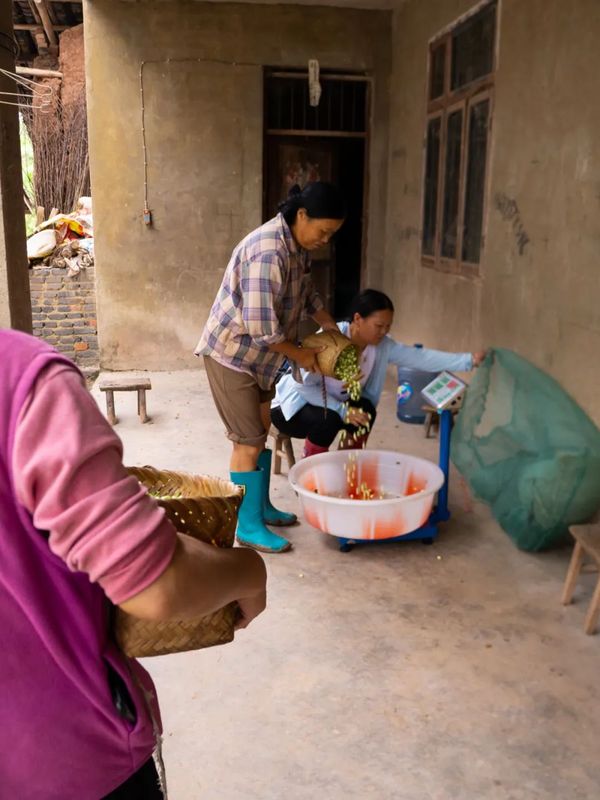 有关于好一朵荣县茉莉花 花农采花忙的相关信息(2)