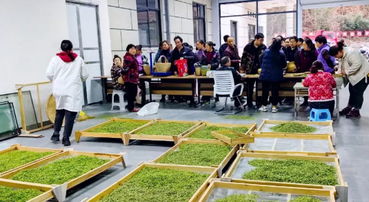 有关于文县中庙镇: 党建引领 助推茶叶产业振兴的资讯(3)