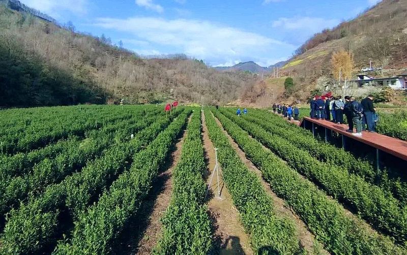 有关于文县中庙镇: 党建引领 助推茶叶产业振兴的资讯