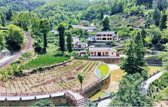 有关于文县中庙镇: 党建引领 助推茶叶产业振兴的资讯(5)