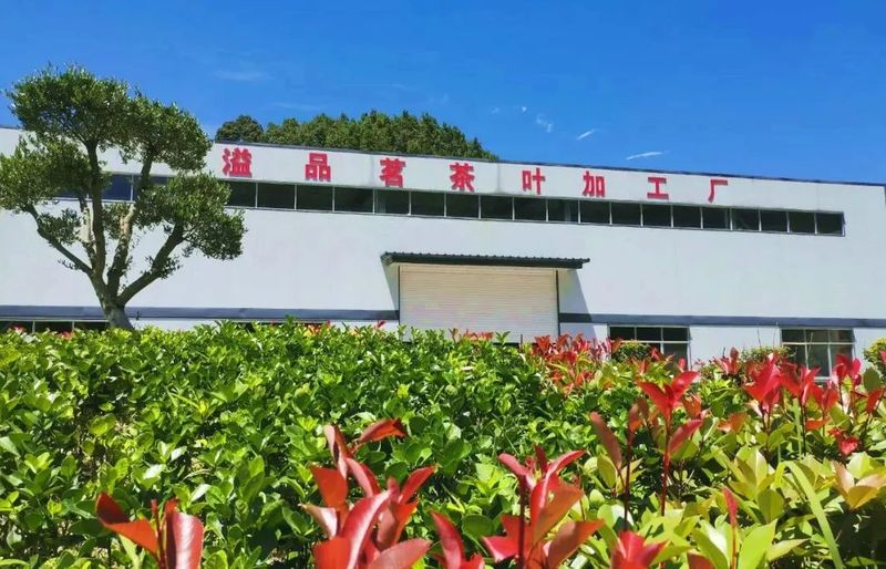 有关于文县中庙镇: 党建引领 助推茶叶产业振兴的资讯(1)