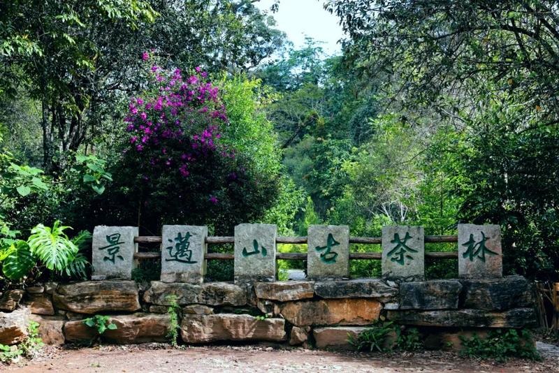 关于澜沧：守护好全球首个茶主题世界文化遗产的新闻