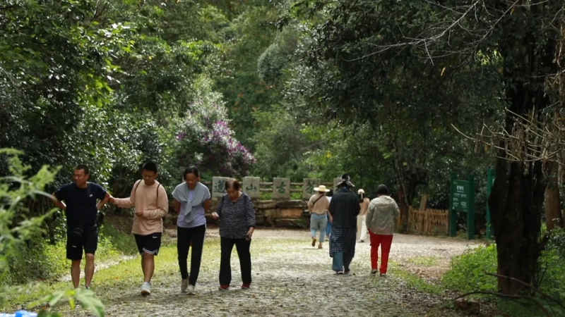 关于澜沧：守护好全球首个茶主题世界文化遗产的新闻(6)