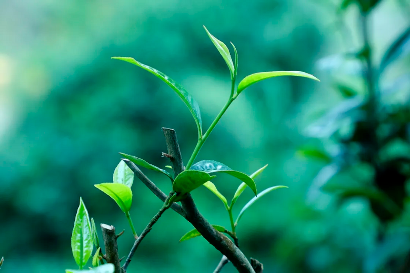 关于澜沧：守护好全球首个茶主题世界文化遗产的新闻(4)