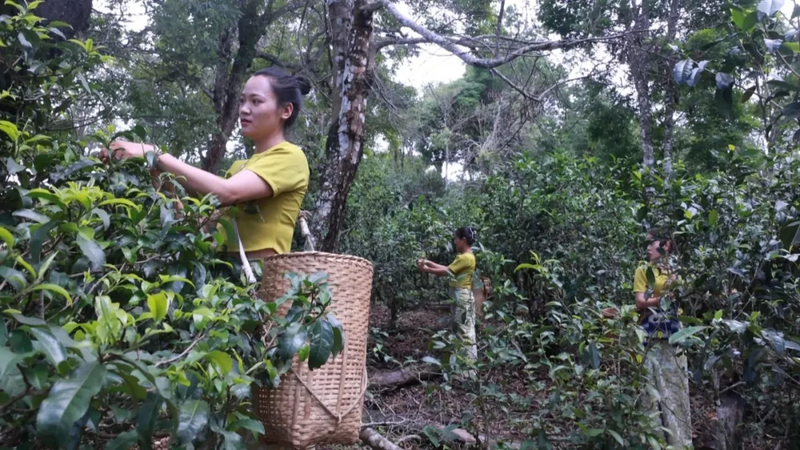 关于澜沧：守护好全球首个茶主题世界文化遗产的新闻(18)