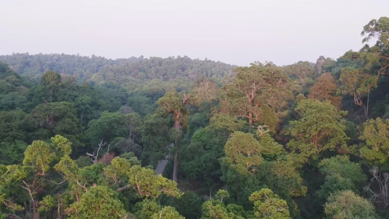 关于澜沧：守护好全球首个茶主题世界文化遗产的新闻(16)