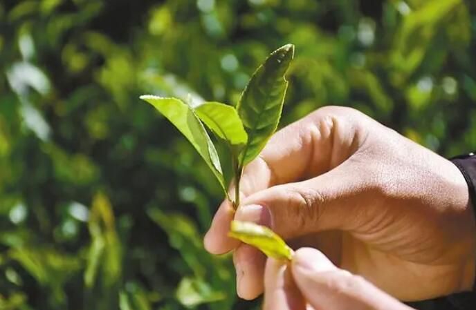 有关于“小嫩芽”生出致富路—林芝市察隅县茶产业发展势头喜人的相关内容