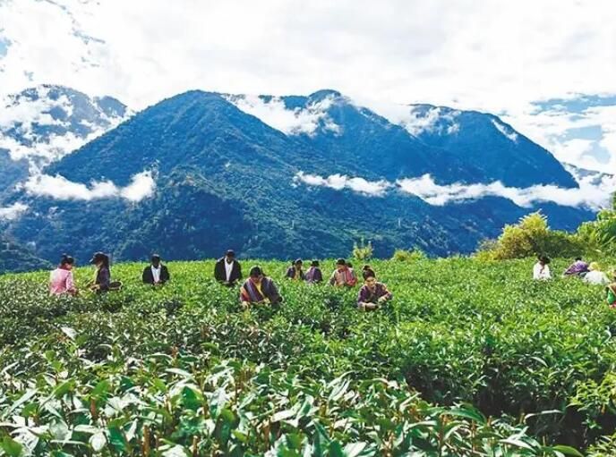 有关于“小嫩芽”生出致富路—林芝市察隅县茶产业发展势头喜人的相关内容(1)